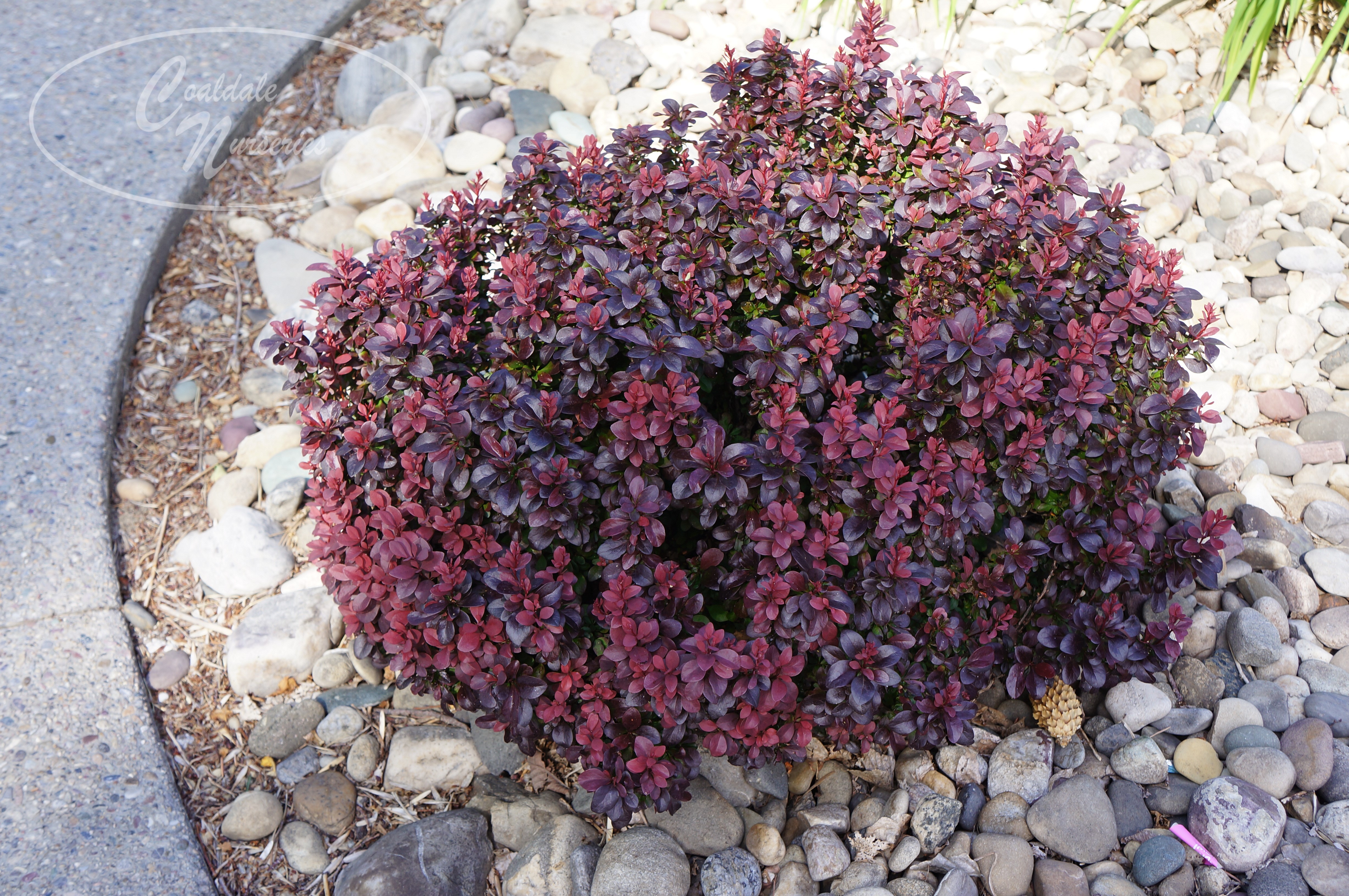 Plants Coaldale Nurseries