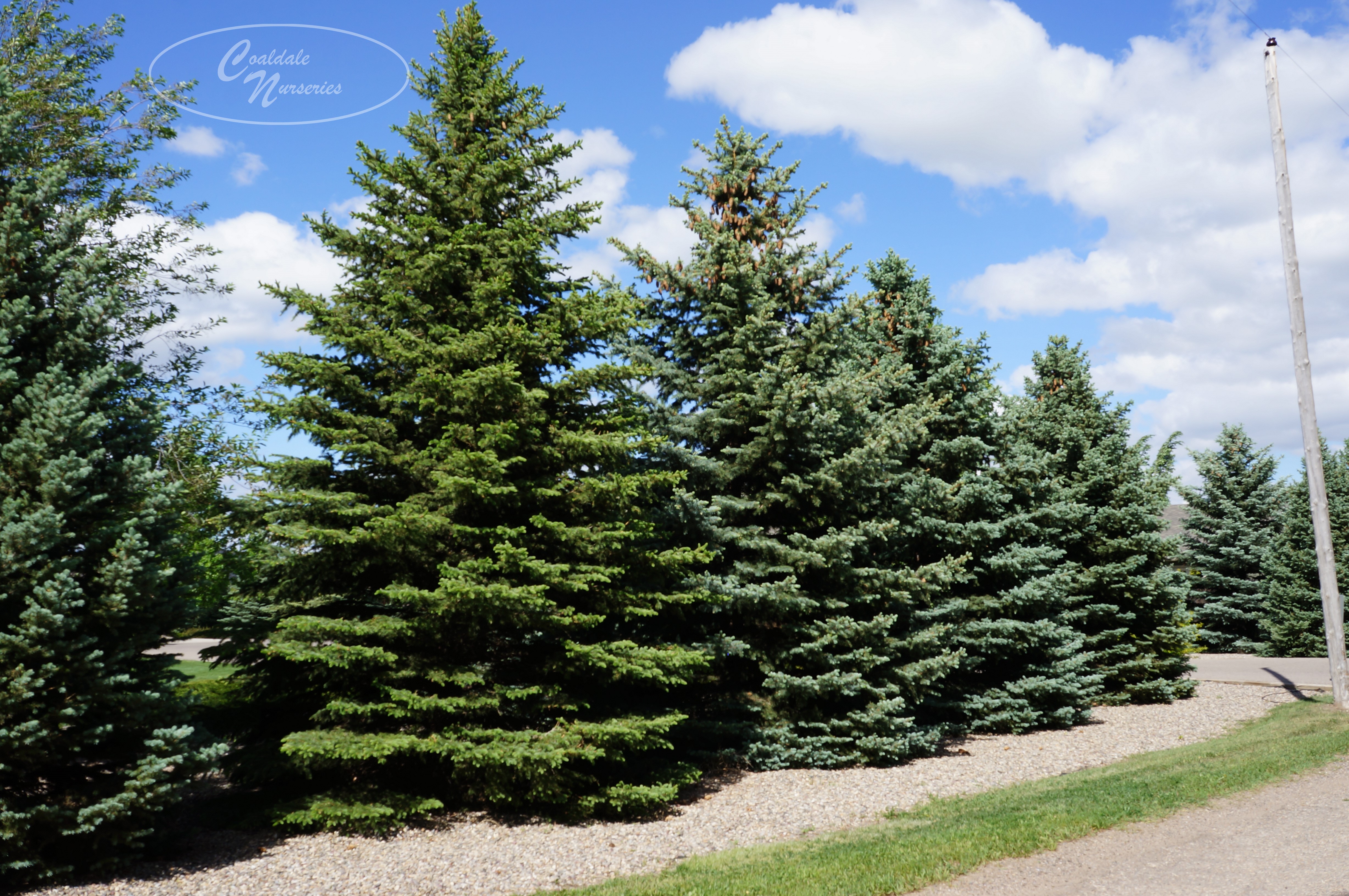 Colorado Spruce (Green or Blue)-image