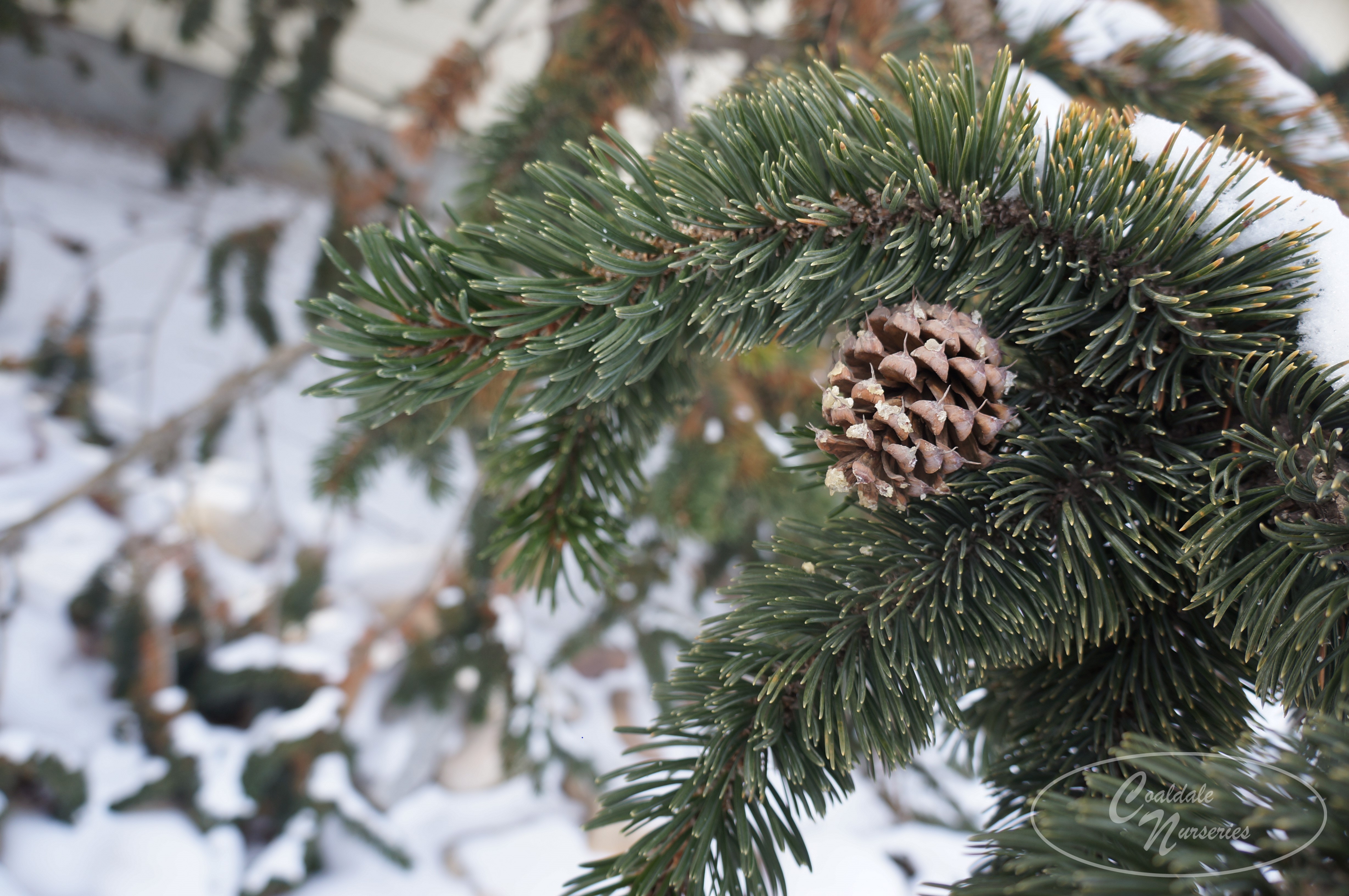 Bristlecone Pine Image