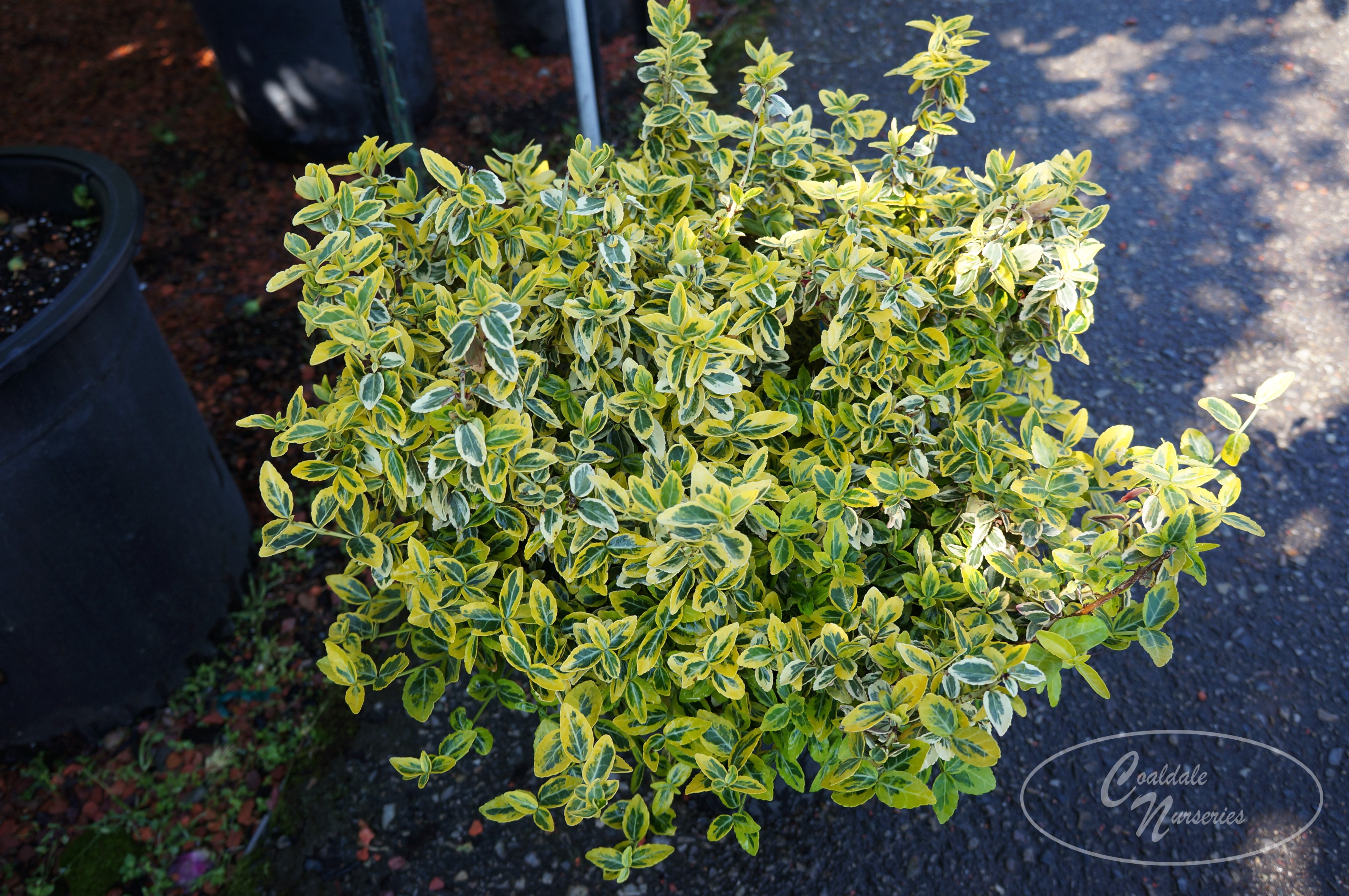 Emerald 'N Gold Euonymus-image